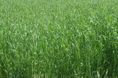 rye-cover-crop